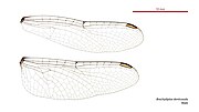 Male wings