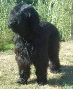 Briard 600.jpg