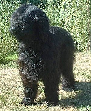 Briard Breed