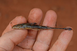 Doumea cf. typica (Amphiliidae)