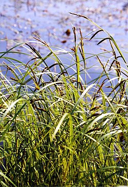 Viiltosara (Carex acuta)