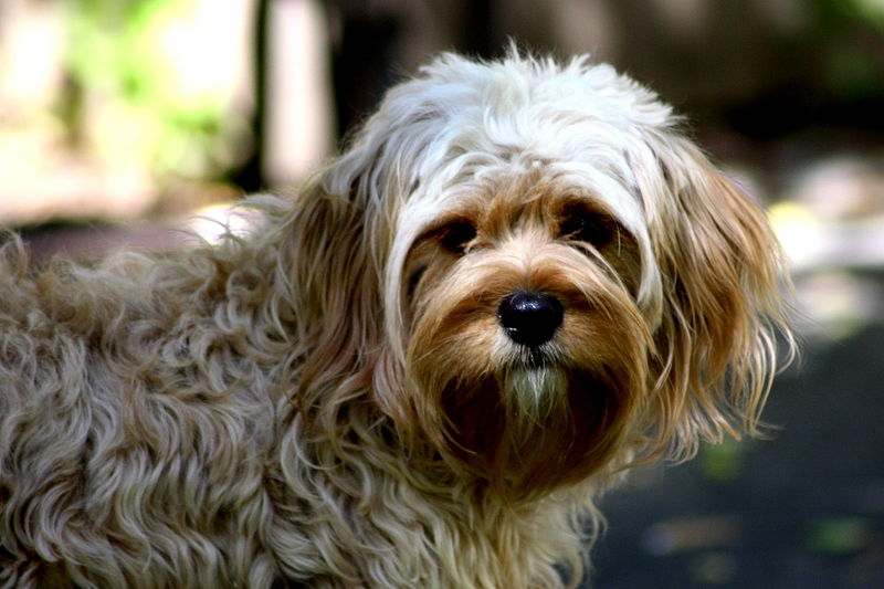 File:Cavapoo (Female).jpg