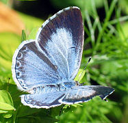 Ce petit papillon a des ailes bleu bordé d'une large bande grise chez la femelle, étroite chez le mâle
