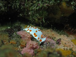 Goniobranchus tasmaniensis