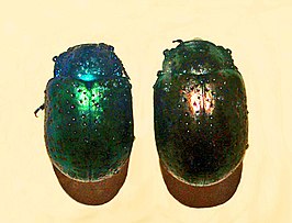 Chrysolina bicolor