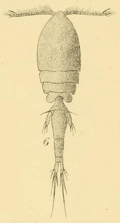 Description de l'image Collocheres elegans.jpg.