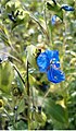 Himmelblaue Tagblume (Commelina coelestis) Commelinagewächse (Commelinaceae)