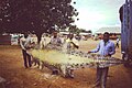 Pele de crocodilo de caça autorizada em Makongolosi