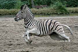 Steppenzebra