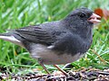 slika 1. Junco hyemalis