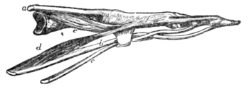 Fig. 9.—Tendons attached to a Finger.