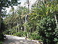 Palm trees in Elche