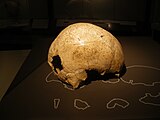 Schedel Neandertaler