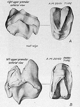 А. Типовой образец Eudinoceras mongoliensis (Amer. Mus. 20101), третий или четвертый верхний премоляр с правой стороны: вид коронки (справа), вид спереди (слева). B. Паратип (Amer. Mus. 20102), третий или четвертый левый верхний премоляр: вид коронки (справа), вид спереди (слева).