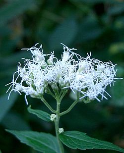 Eupatorium makinoi