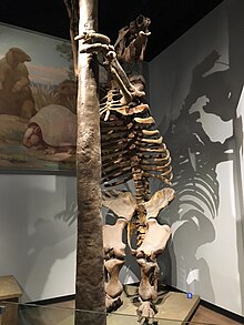 FMNH Megatherium.jpg