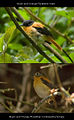 Black-and-orange flycatcher, male and non-breeding female