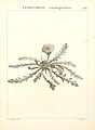 Picris asplenioides
