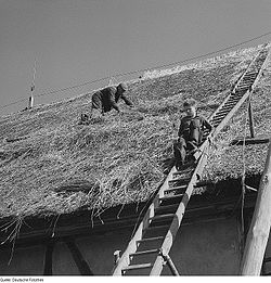 Constructing a thatched roof in Thesenvitz