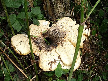 English: Fungus. Large fungal growth on a tree...