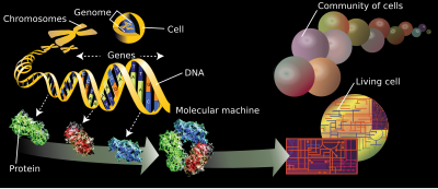 Diagram illustrating genomics Genome-en.svg