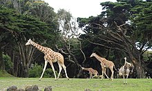 Giraffa camelopardalis reticulata - Зоопарк Сан-Франциско - Сан-Франциско, Калифорния - DSC03851.jpg