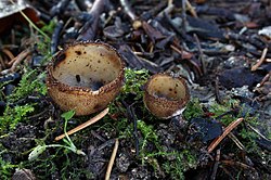 Pruun harjasliudik Humaria hemisphaerica