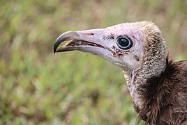 Hooded vulture