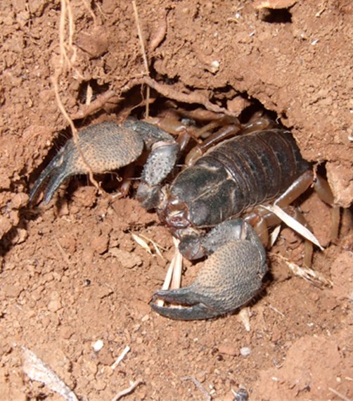 Eʼelyaaígíí:Heterometrus phipsoni, at burrow entrance.tif