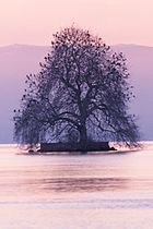 Exempt de tailles de mise en forme et d'élagage, le platane commun arbore naturellement des branches plagiotropes.