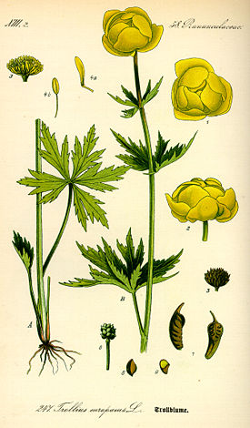 Illustration Trollius europaeus