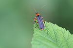 Un petit nouveau à déterminer... - Cantharis ? Certainement, et probablement Cantharis fusca- Pour - Je verrais plutôt Cantharis pellucida car pas de point noir dans la partie orange de la tête... non? - J'y ai songé aussi