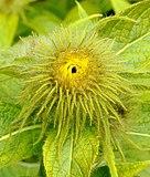 Inula hookeri. Budding flower bud.