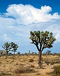 A(z) Mojave-sivatag lap bélyegképe