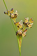 Juncus compressus - Niitvälja