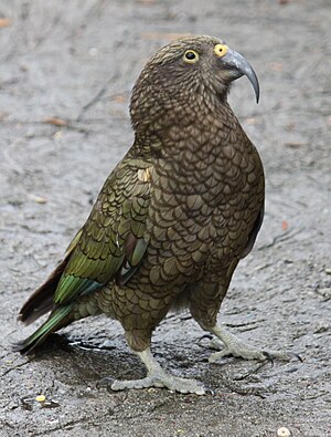 English: Kea Nestor notabilis at the Cincinnat...