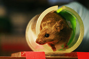 Laboratory mouse