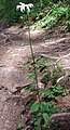 Lecanthemum rotundifolium