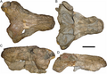 Crâne référé, holotype de Rubidgea platyrhina.