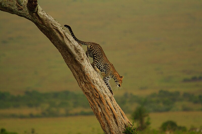 File:Leopard climbing down from a tree.jpg
