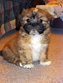 Lhasa Apso Puppies on Lhasa Apso   Wikipedia  The Free Encyclopedia