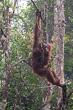 Miniatura para Pongo pygmaeus pygmaeus