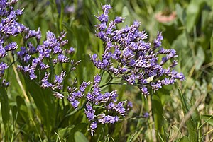 Limonium vulgare