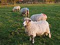 Des brebis Lincolnshire Longwool. Les marques de couleur indiquent que les brebis ont été couvertes par les béliers. Les béliers portent un harnais comportant un crayon de couleur qui laisse une preuve de leur activité.