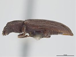 Lyctus opaculus