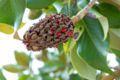 Magnolia grandiflora; „zapfenförmige“ Sammelbalgfrucht