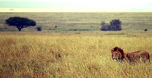 Male lion on savanna