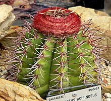 Melocactus acipinosus 1.jpg