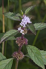 Mentha canadensis.jpg