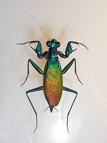 Metallyticus splendidus